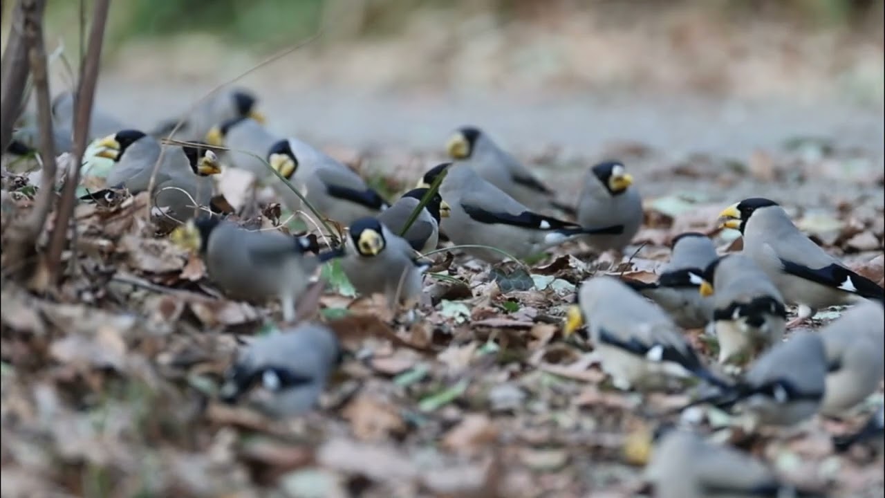 『イカル』と一緒に🍴