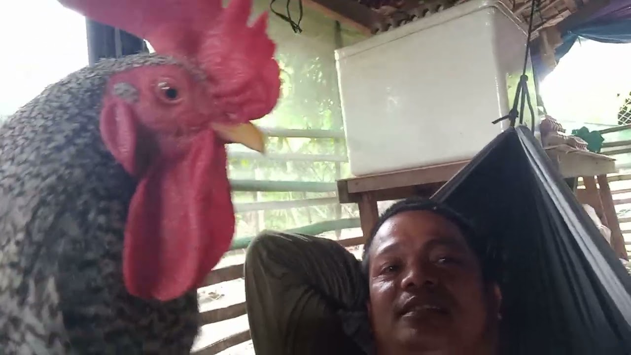 Behave Roaster..  short rest from poultry routine.