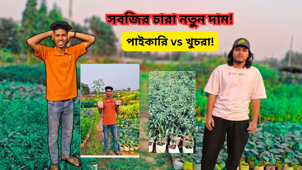 আজকের সবজির চারার দাম ২০২৬  পাইকারি ও খুচরা বাজার আপডেট বাংলাদেশ  Vegetable Seedling Price BD
