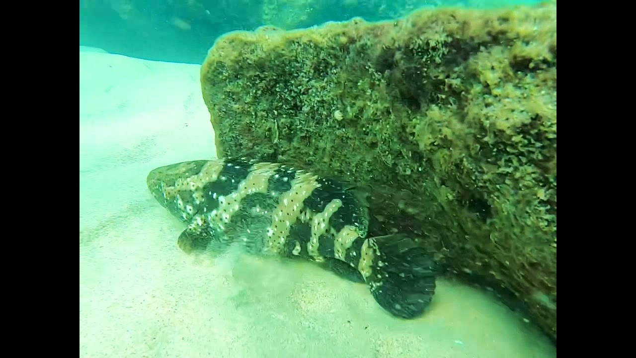 KOSI BAY SNORKELING