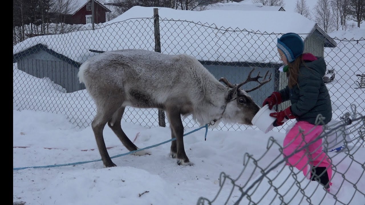 Vi matar renar i &Ouml;vre Sopppero