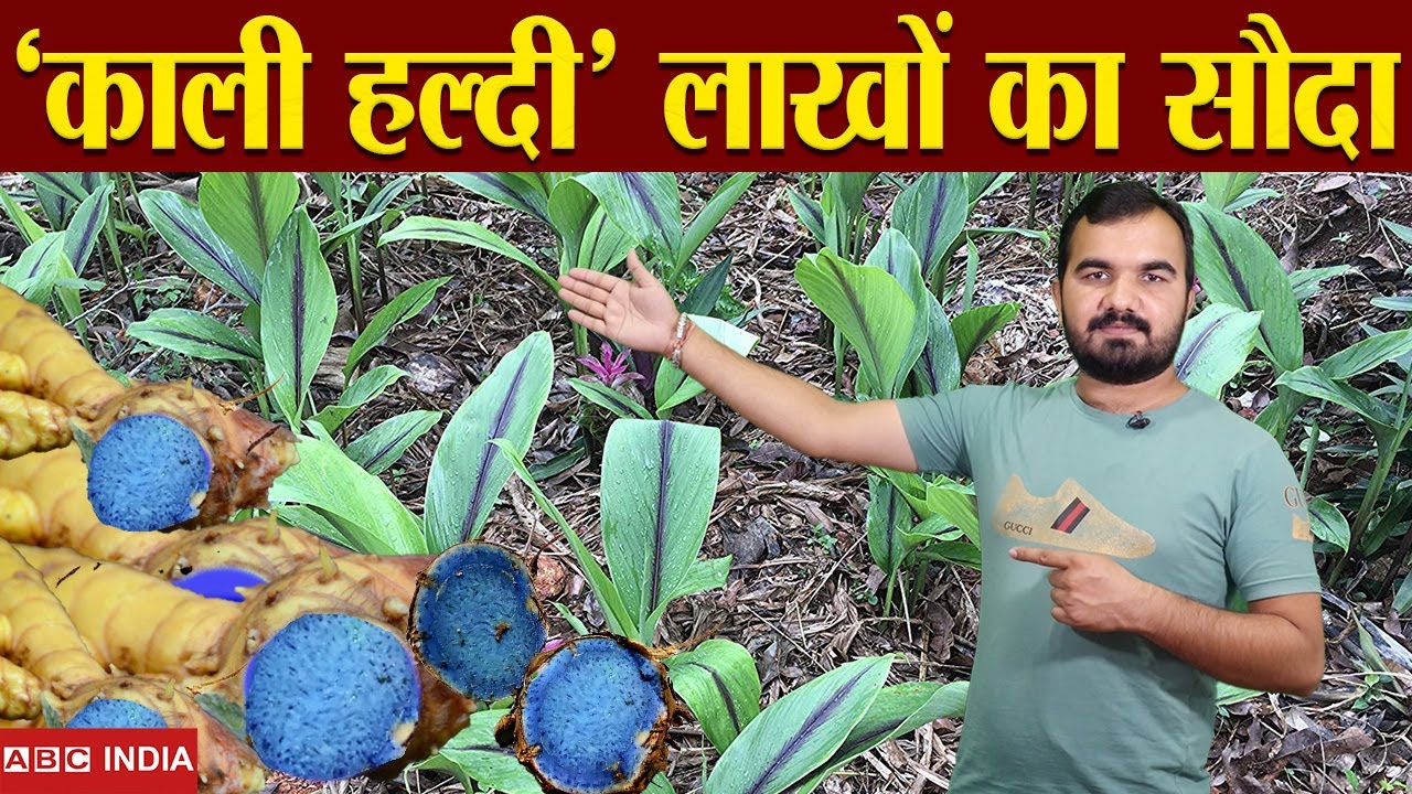 काली हल्दी की खेती | Black Turmeric farming | लाखों की कमाई | kali haldi ki kheti | Black haldi Seed