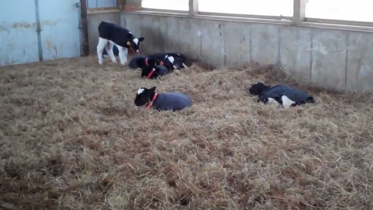 Twin Eagle Dairy: Automated Calf Feeding Barn