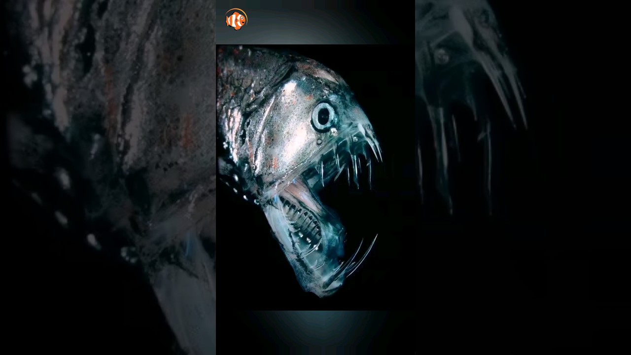 Viperfish in deep sea 😮 