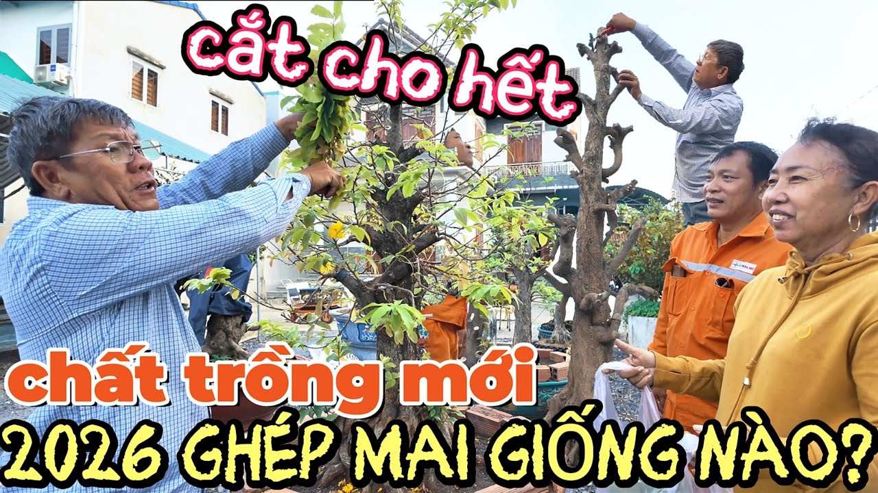 Xem chất trồng mới vườn Út Đực phát hiện cặp mai 1tỷ6 chậu 65tr khủng hoảng cắt bo giống mớ tặng AE