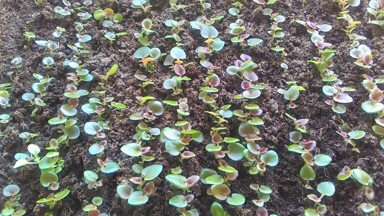 Бегония вечноцветущая от посева до пикировки