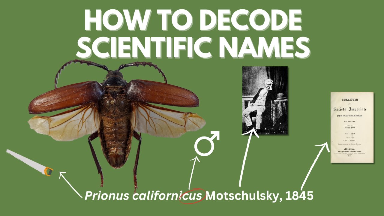 Learn to Read Scientific (Latin) Names | Binomial Nomenclature