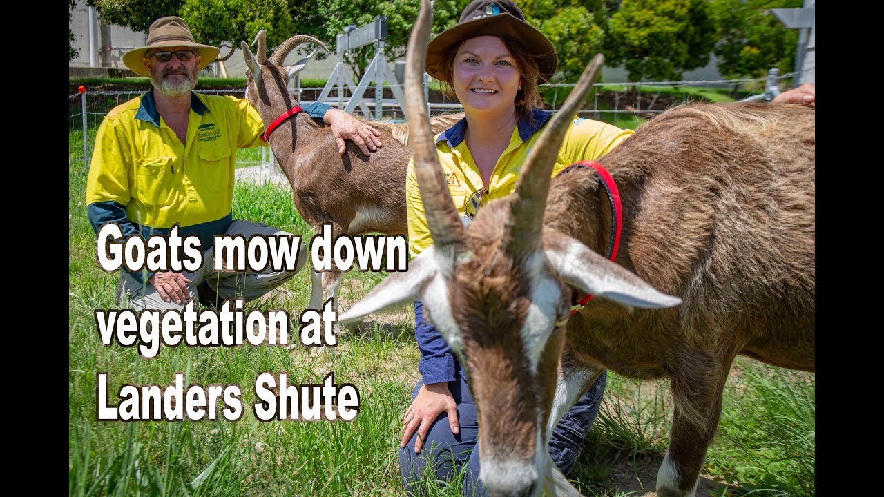 Goats mow down vegetation at Landers Shute