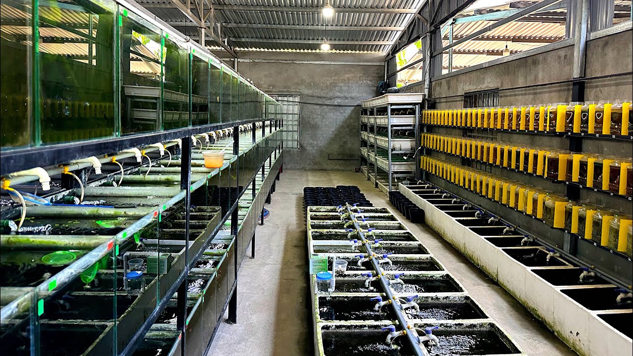 Hướng Dẫn Chọn Và Setup Hồ Nuôi Cá Bảy Màu | Chia Sẻ Kinh Nghiệm | Dat Guppy