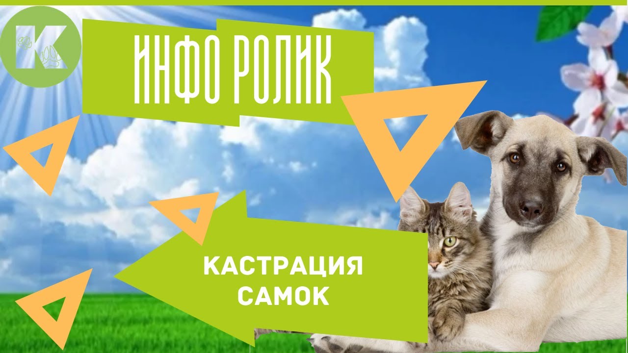 Кастрация самок