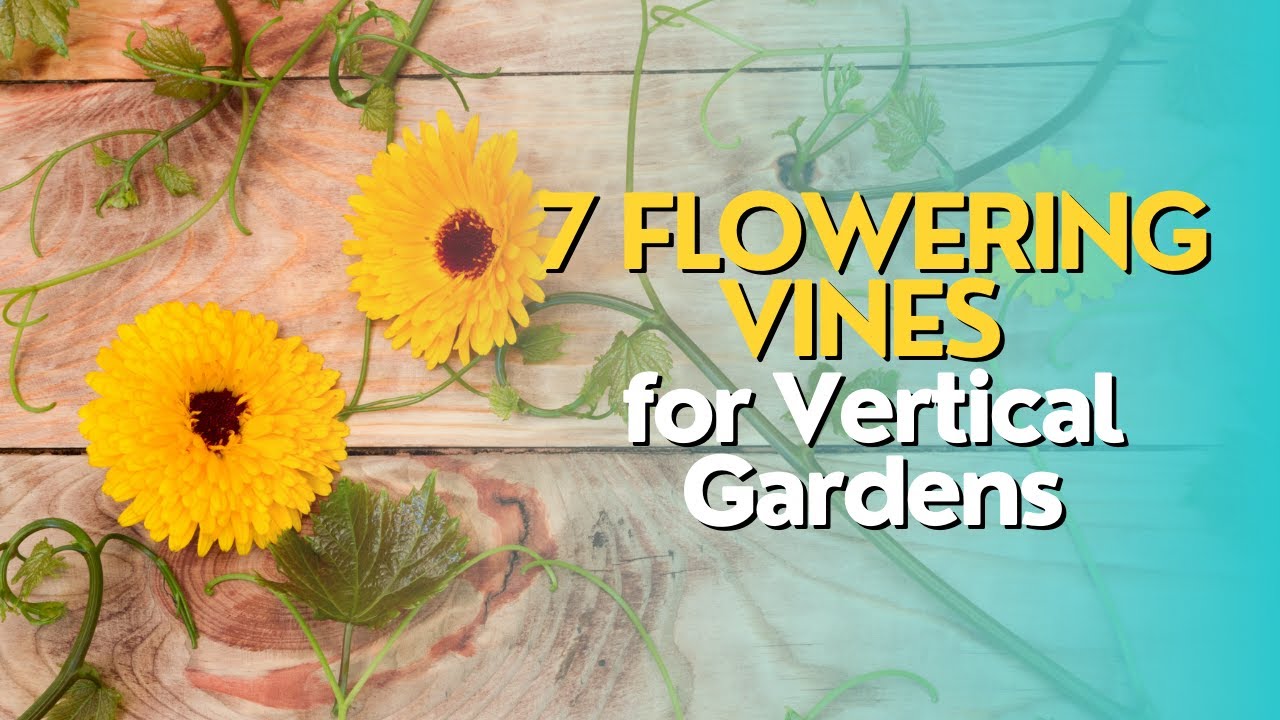 Top 7 Flowering Vines for Vertical Gardens