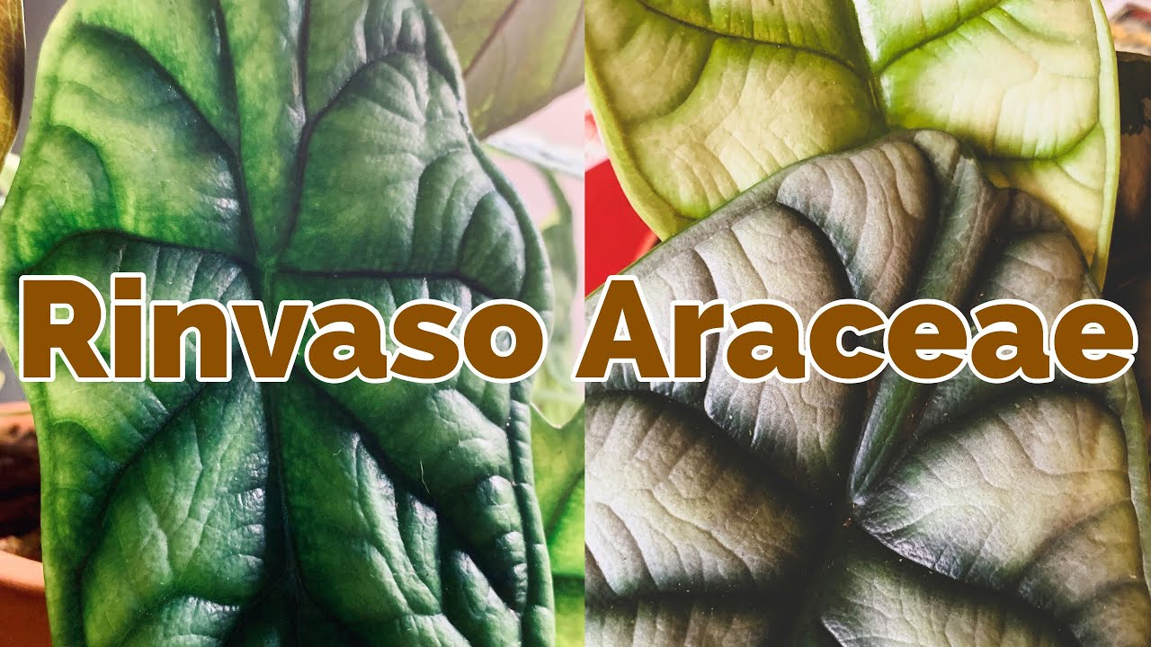 RINVASO ARACEAE A DICEMBRE?Varie Alocasie e vi racconto il terriccio che creo proprio per loro!