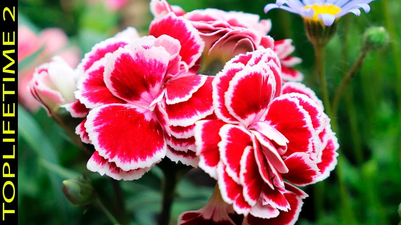 11 Plantas Que no Sabías Que Florecen Todo el Año