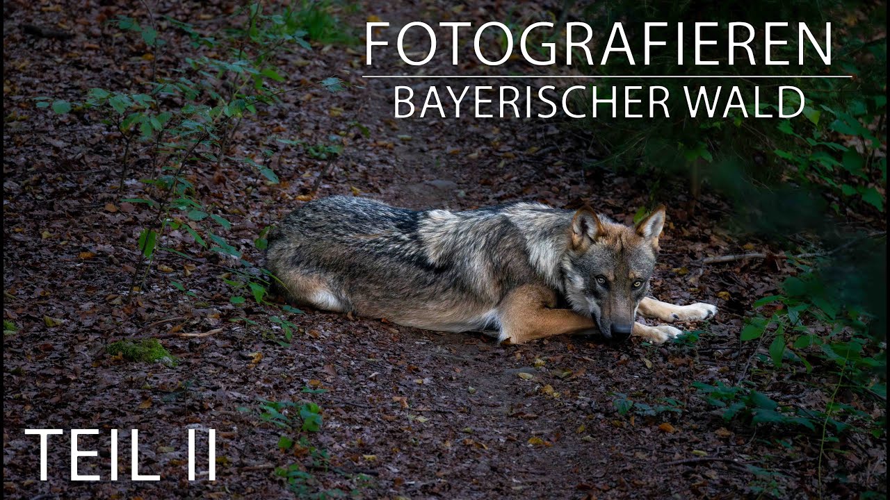 Fotografieren im Nationalpark Bayerischer Wald / Teil 2