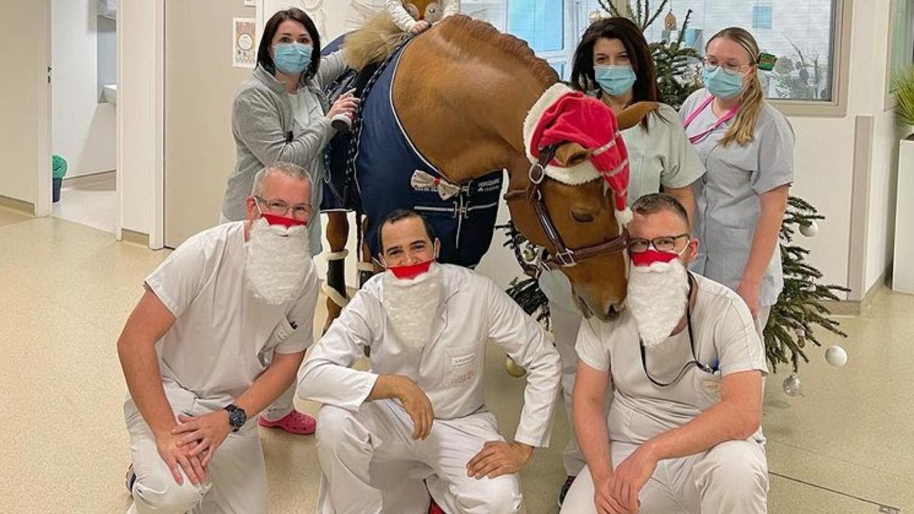 Un cavallo in corsia, il dottor Peyo che conforta i malati nell'ospedale di Calais
