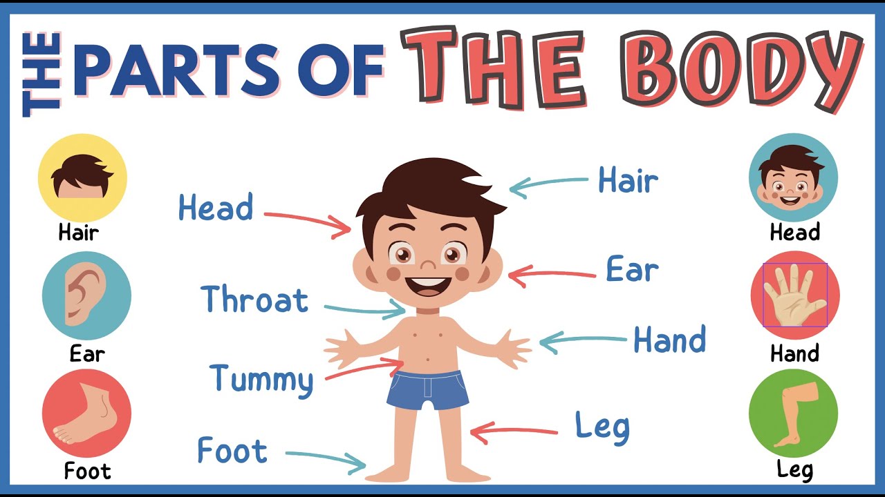 THE PARTS OF THE BODY in English! 🧑🏻🖐🏽👀🦵🏽Learn English Vocabulary