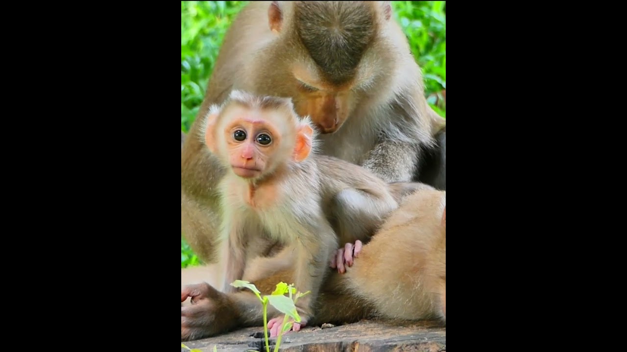 07-21-25 Monkey Discovery 022 