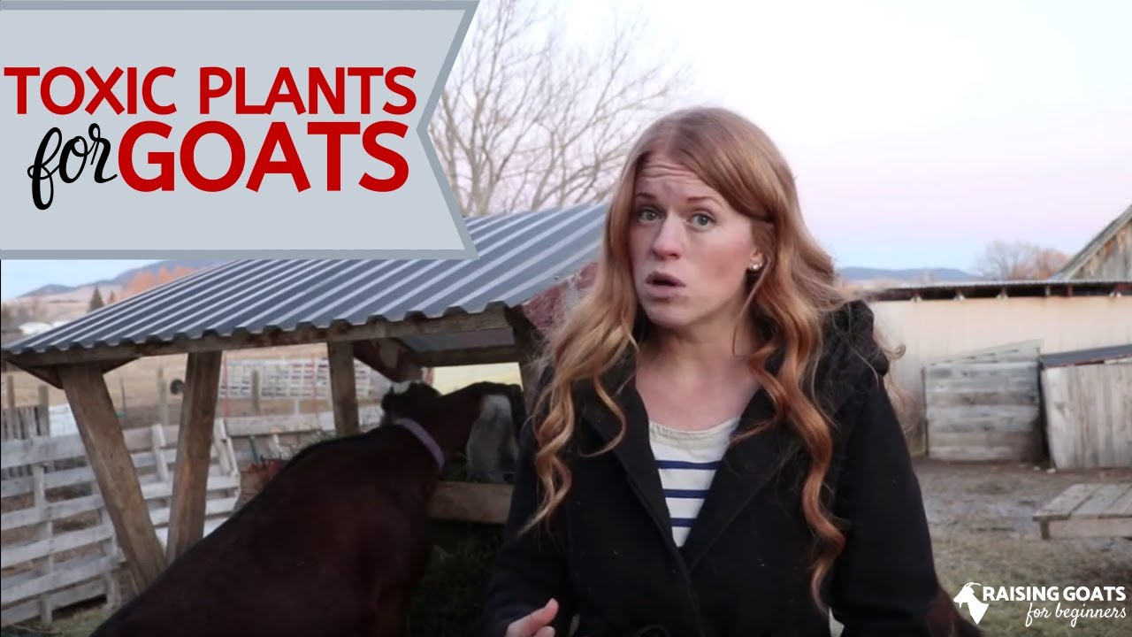 Toxic Plants to Goats