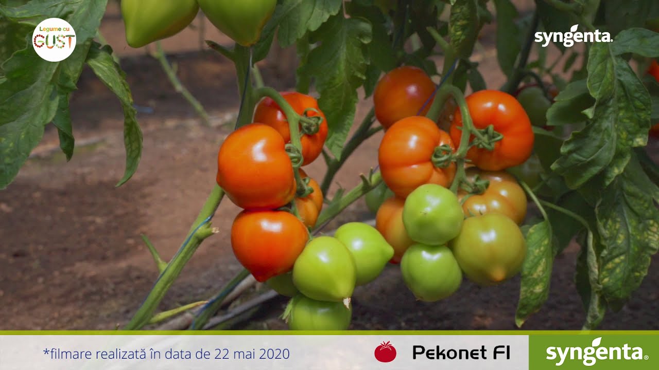 Prezentare tomate cu mucron - Pekonet F1 - hibrid cu toleranță la TSWV