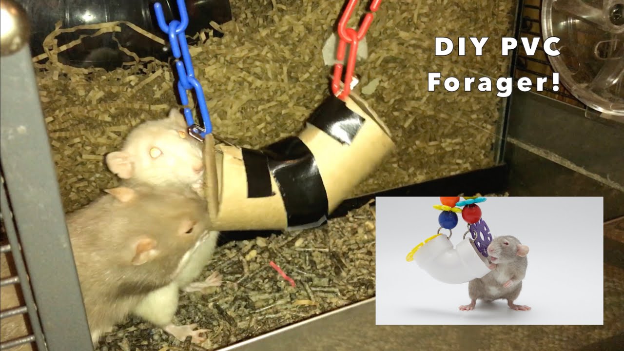 DIY PVC Rat Foraging Toy!