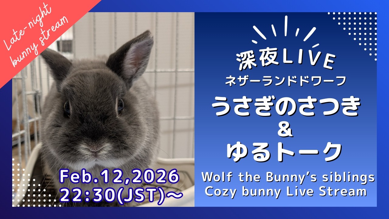 【深夜LIVE】うさぎのまったり部屋んぽタイム｜静かな夜の癒し配信　2026/2/12　Netherland Dwarf Bunny at Night