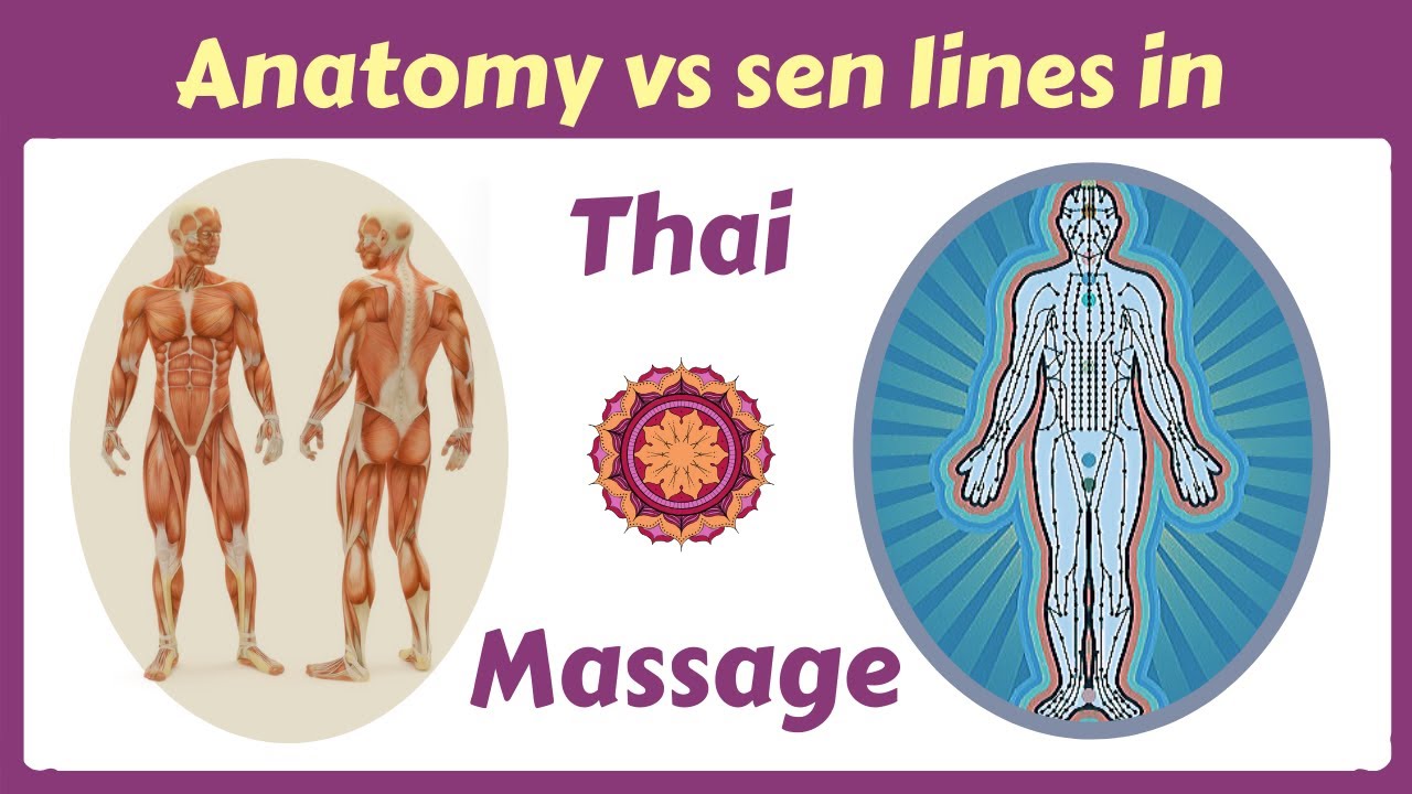 Do You Actually Need Anatomy to Practice Thai Massage?
