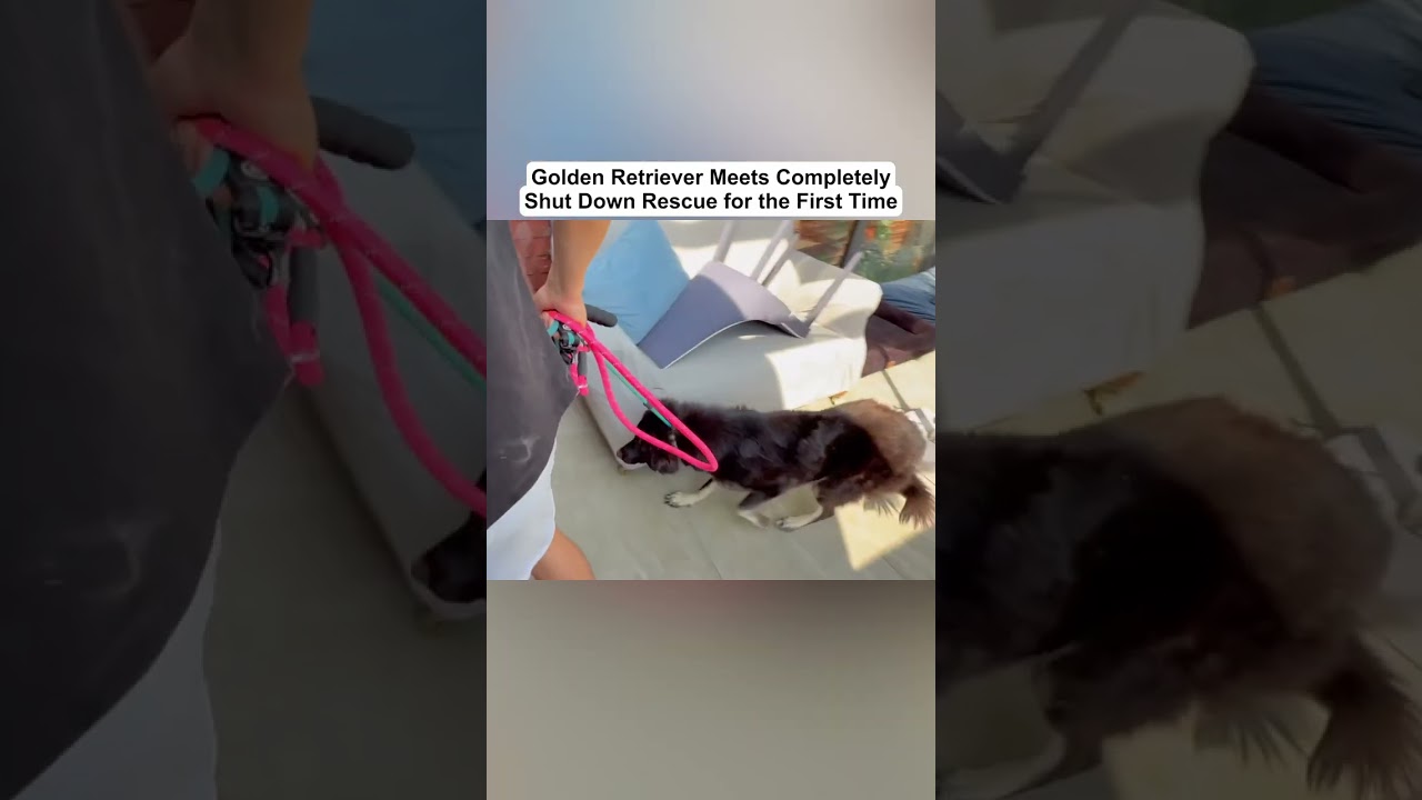 Part 5 - Golden Retriever Meets Completely Shut Down Rescue for the First Time