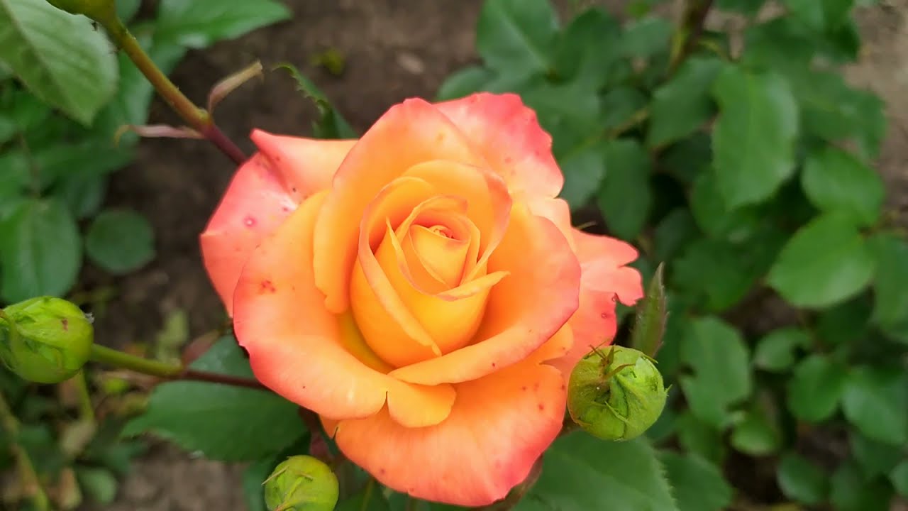 Удалите это срочно чтобы РОЗА 🌹 не превратилась в шиповник.