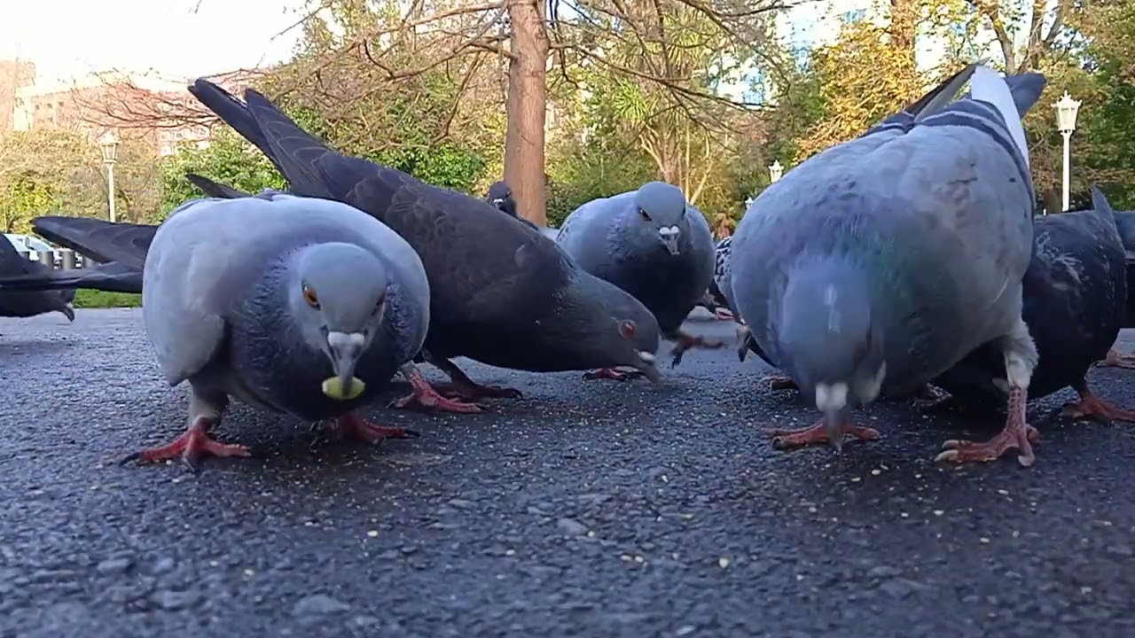 🍞🕊️🐦‍⬛🕊️🍞