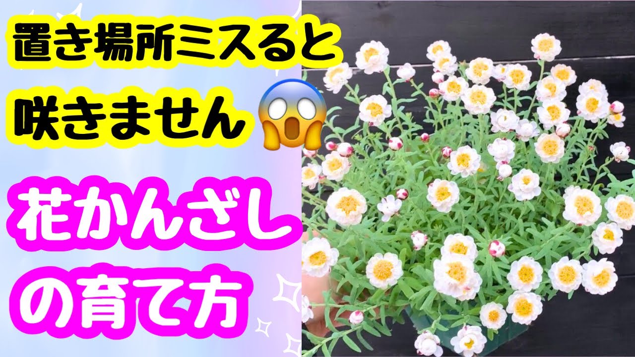 要注意⚠️花かんざしは置き場所が命