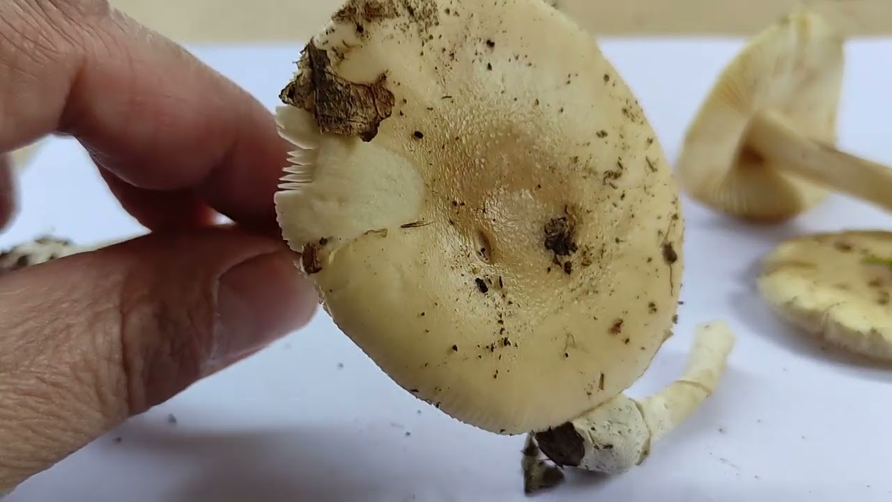 Determinacija gljiva III. Megacollybia plathyphylla, Hypholoma fasciculare, Amanita gemmata...