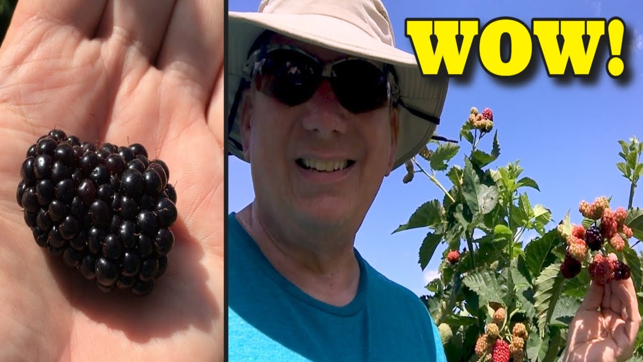 Я НАШЕЛ СЕКРЕТ ПРОИЗВОДСТВА BLACKBERRY - PRIME ARK FREEDOM BLACKBERRY