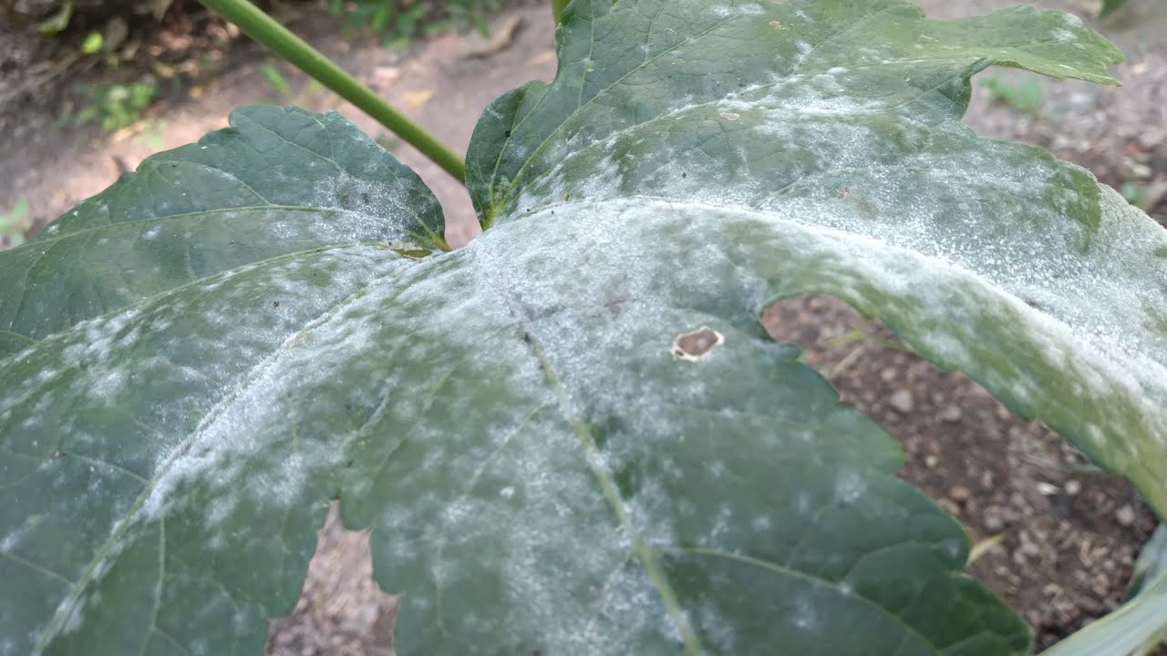 OÍDIO/Mildio, fungos esbranquiçados nas folhas, como controlar? Várias opções caseiras e naturais .