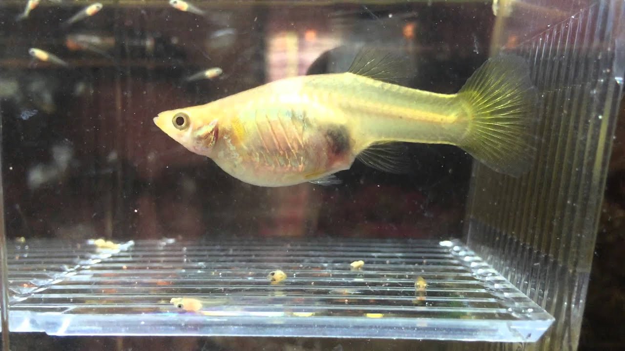 Parto guppy in sala parto ( avannotti)