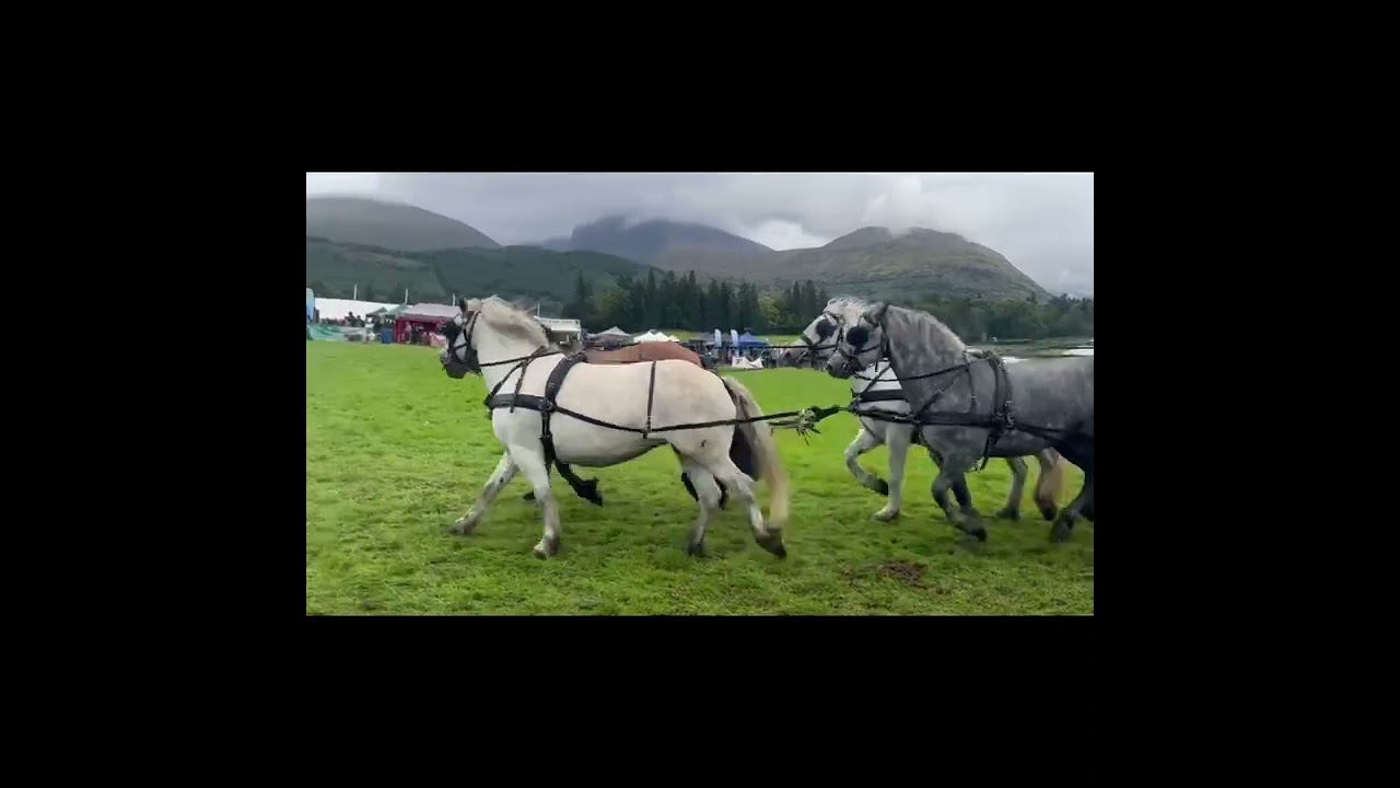 Highland Pony Society Centenary Musical Drive Lochaber Show 26Aug23