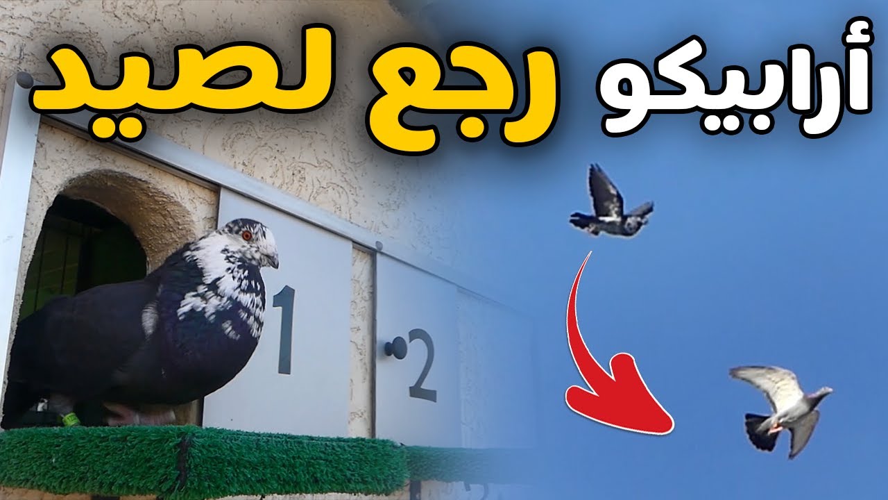 أرابيكو جاب معه الأنثى | توليعة صباحية
