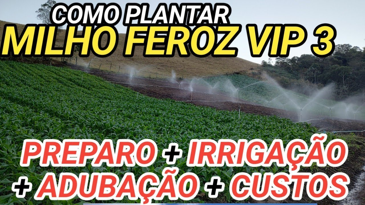Qual a melhor forma de plantar milho manual? preparo + adubação + irrigação + custos