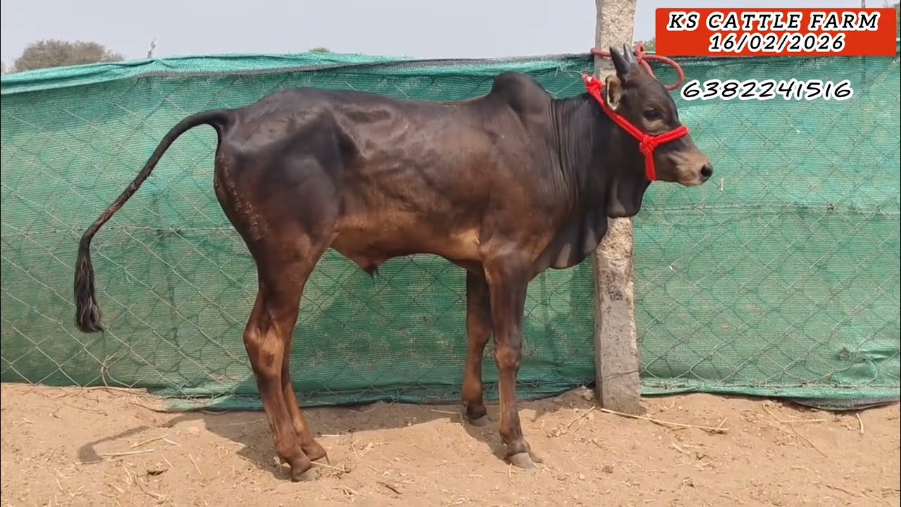  #sales  விற்பனை பதிவு 💖 காரி காளை & 8 லிட்டர் கறவை #cow #bullfarm #bull #animals 💥🔥