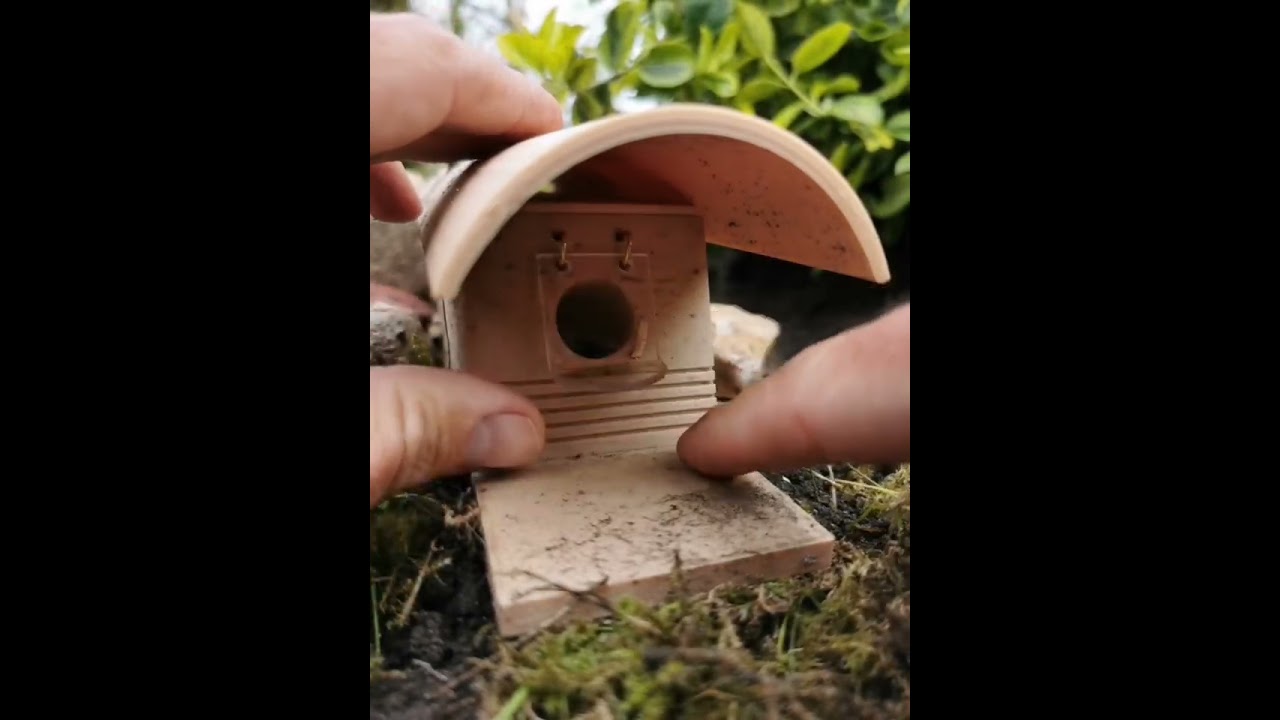 Erdhummel lernt Umgang mit Wachsmottenklappe