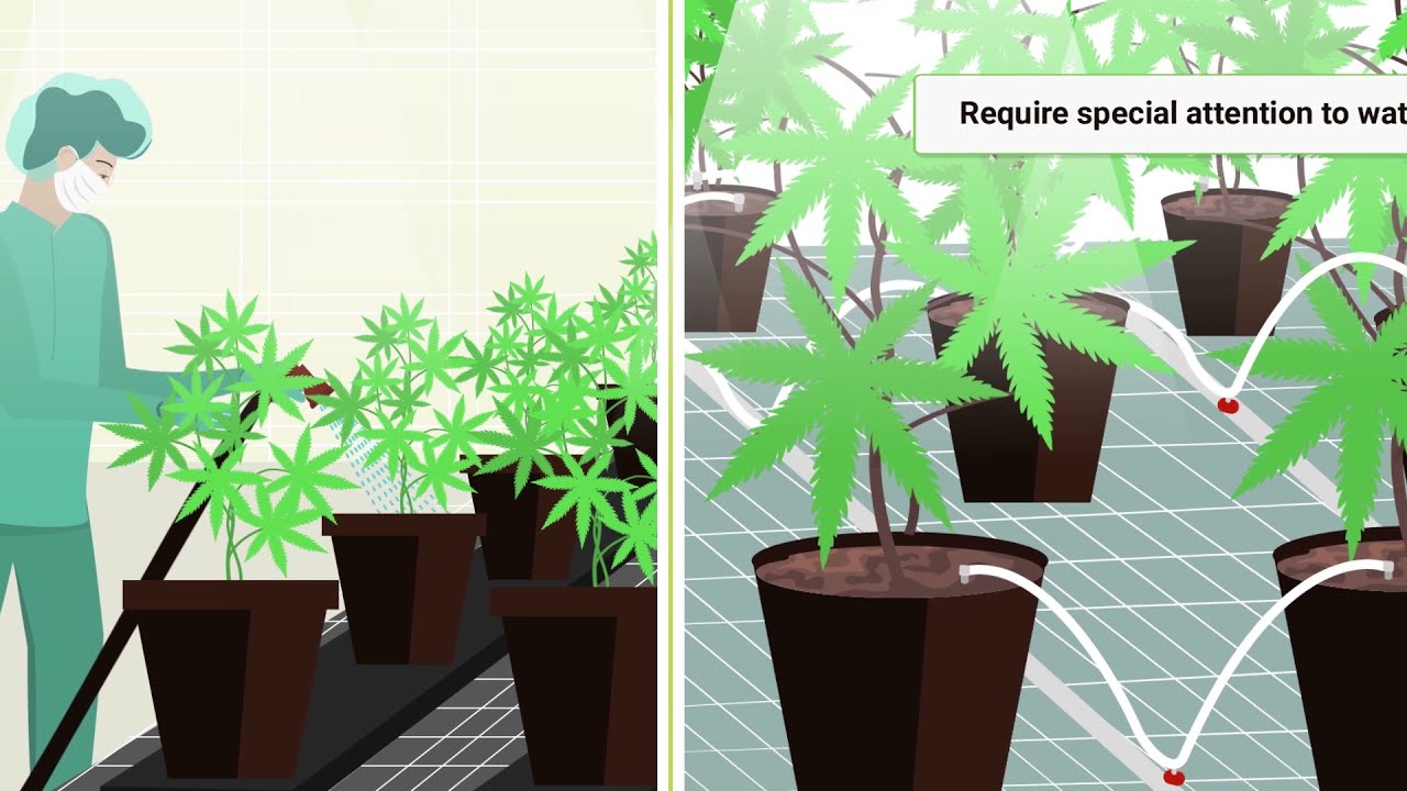 Watering Cannabis Plants Grown in Coco Coir (example video)