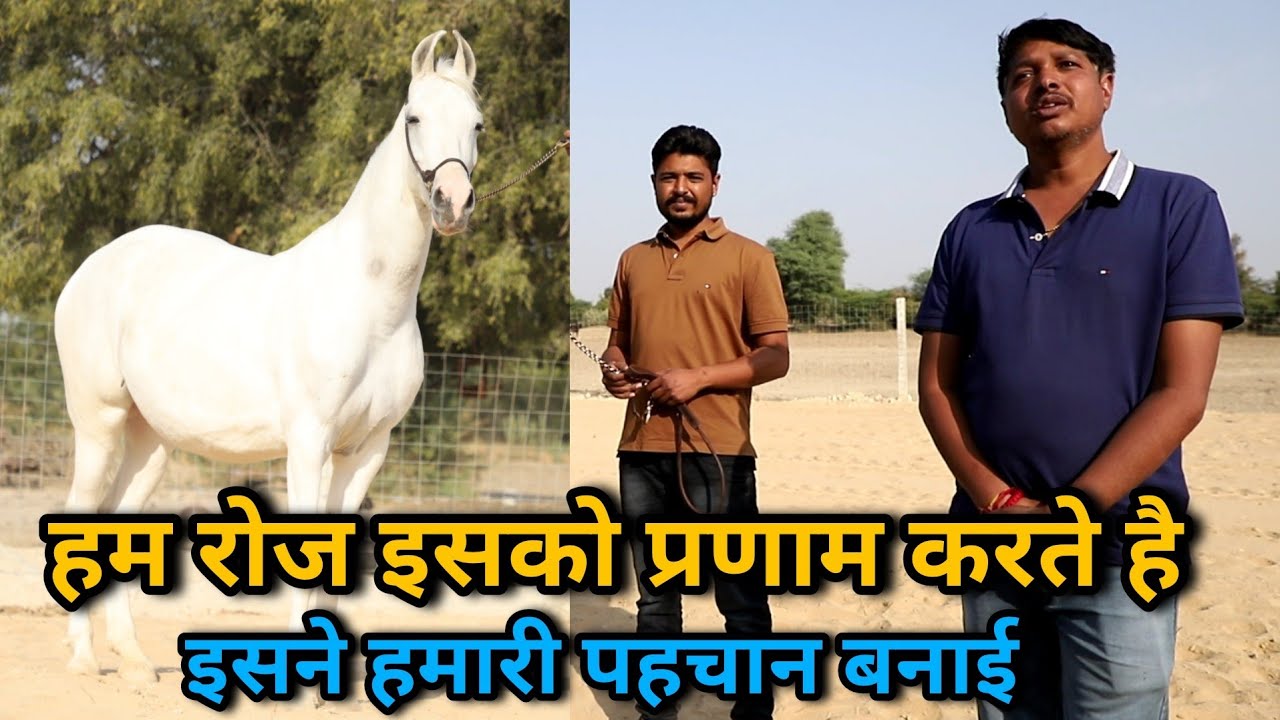 जिन्दगी की पहली घोड़ी जिसने हमारी पहचान बनाई घोड़ो मे | Dudawat Farm | khundawas | मारवाड़ी घोड़ी