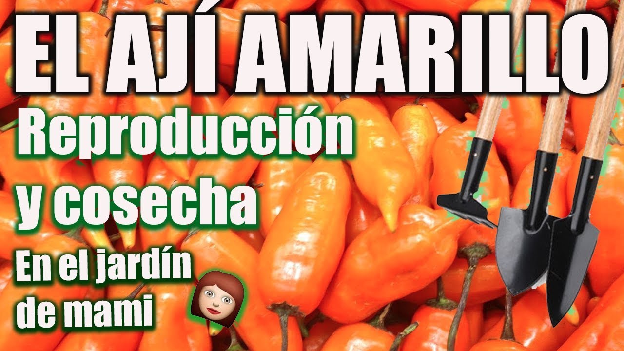 SEMBRAMOS AJI AMARILLO, LO CONOCEN? - El jardin de Monii