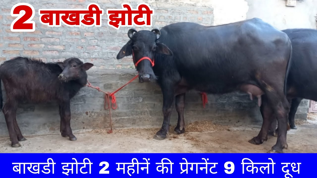 2 बाखडी झोटी प्रेगनेंट चेक पास और साथ मे एक ताजा बयाई झोटी बिक्री के लिए उपलब्ध 