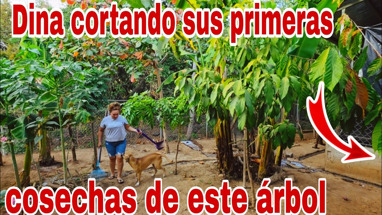 Todo lo que sufre Dina a causa de tener tantos perros😭😱😳