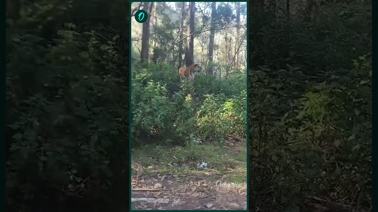 నీలగిరి ఘాట్ రోడ్డుపై పెద్ద పులి హల్‌చల్! 😱 | Tiger Spotted on Nilgiris Main Road | Oneindia Telugu