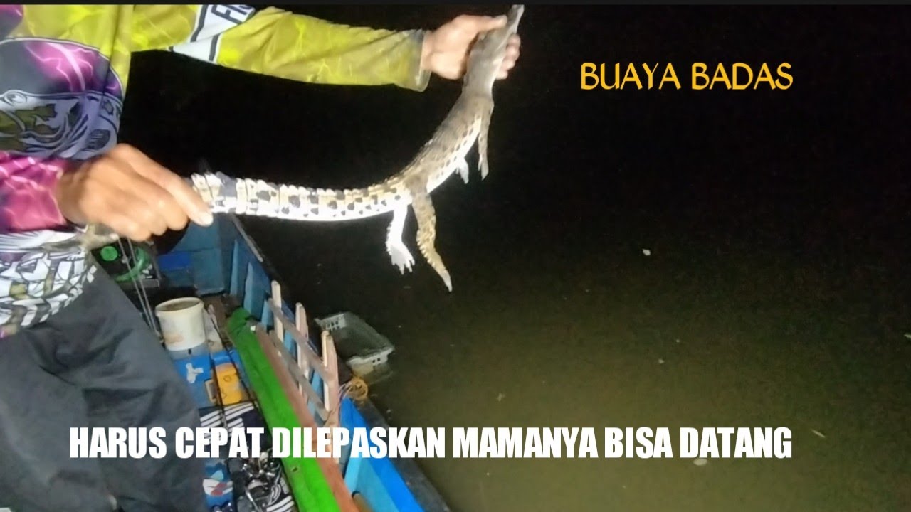 Resiko Mancing Malam, Buaya Bermunculan Sampai Bisa Di Tangkap, #anakmahakamfishing
