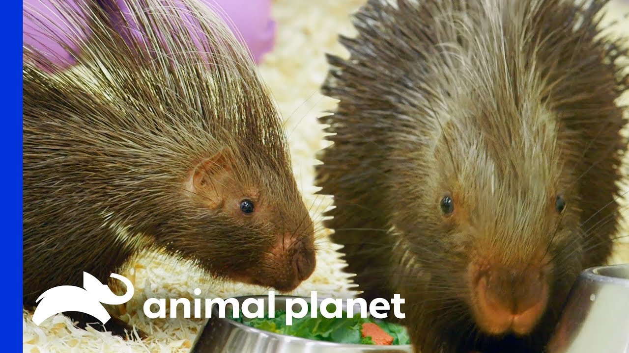 How To Make Two African Crested Porcupines Feel At Home | The Zoo