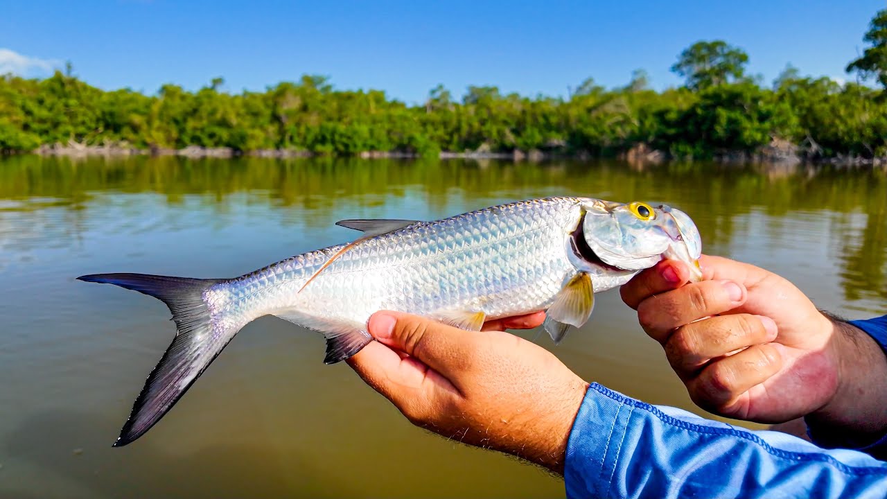 EVERGLADES TARPON and SNOOK | NONSTOP ACTION
