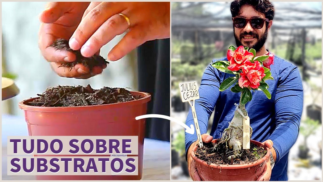 SUBSTRATO PERFEITO para ROSA DO DESERTO - MONTE O SEU!
