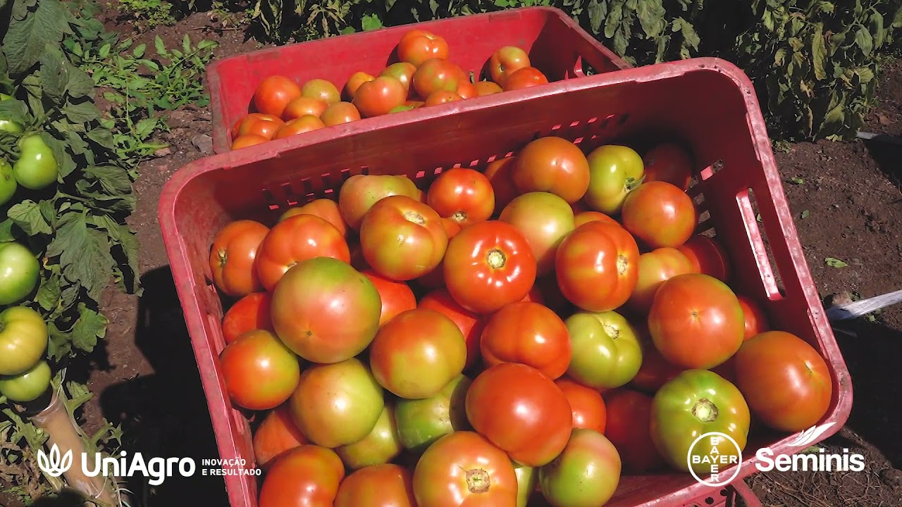 Lavoura de Tomate Coronel Seminis